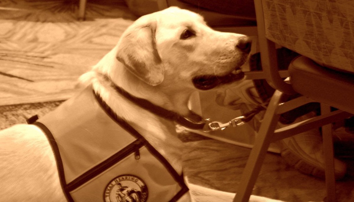 Blind Woman, Service Dog Told To Sit In Back Of Church (Video) Promo Image