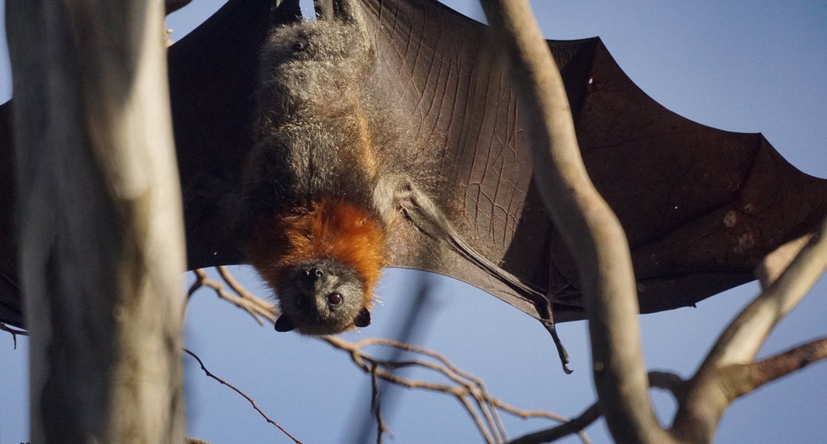 Over 200 Bats 'Boiled' To Death In Australian Heat Wave Promo Image