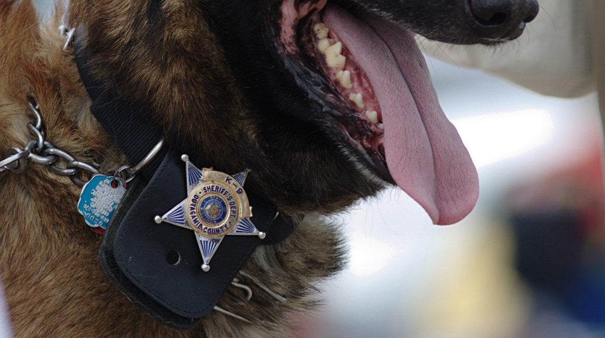 Nevada Cop Commands Dog To Attack Surrendering Suspect (Video) Promo Image