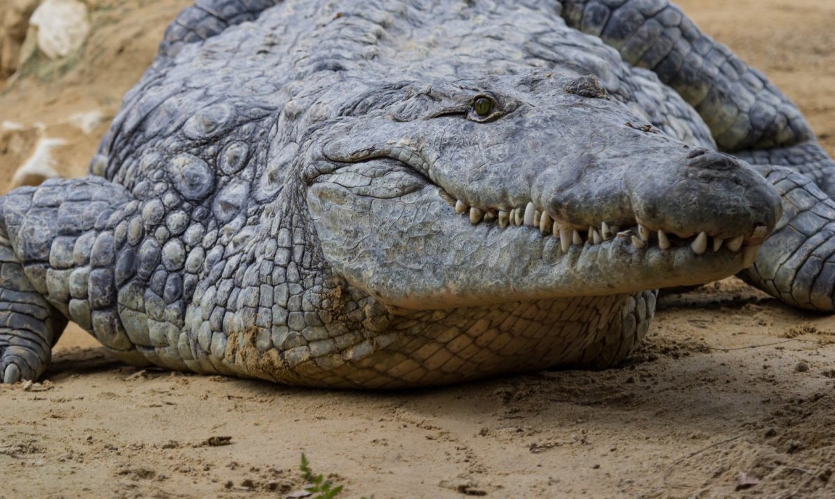 Crocodile With Mouth Taped Shut Sparks Outrage (Photo) Promo Image