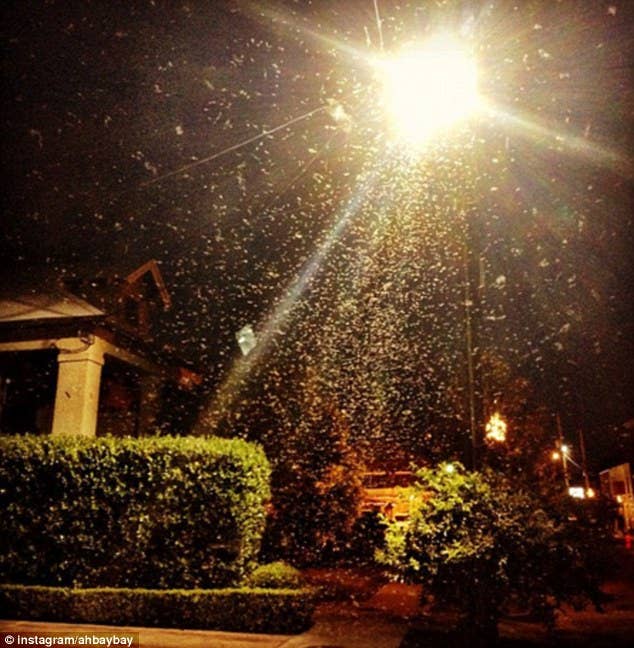New Orleans Could Be Lost To Formosan Termites Terminix