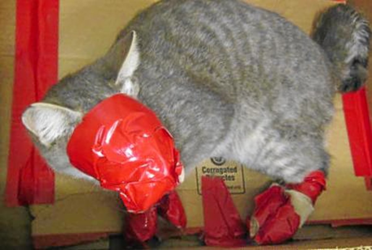 Cat with Mouth, Nose and Paws Taped Found in Box Left in