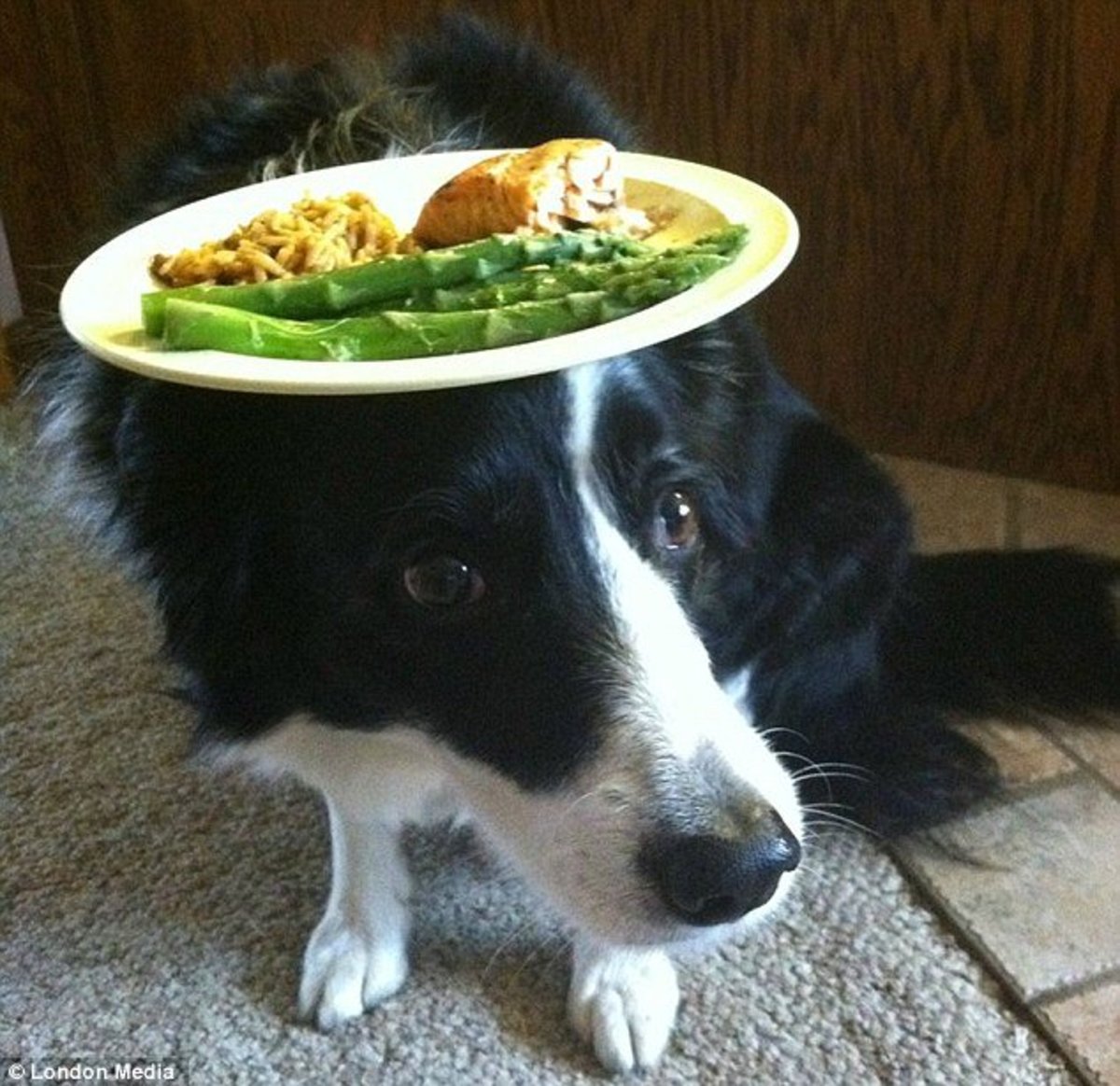 One border collie has become famous not for her ability to run through obst...
