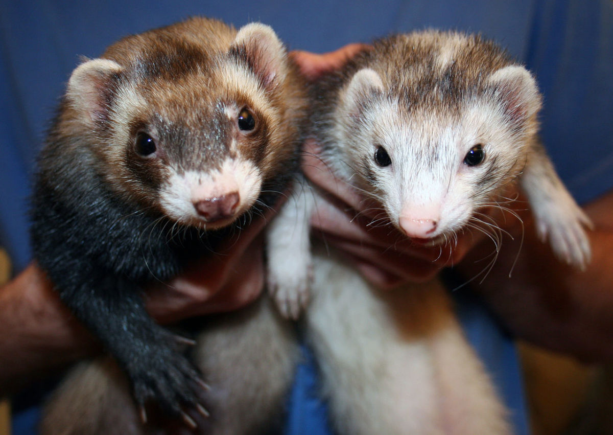 Baby Hospitalized After Being Mauled By Pet Ferrets - Opposing Views