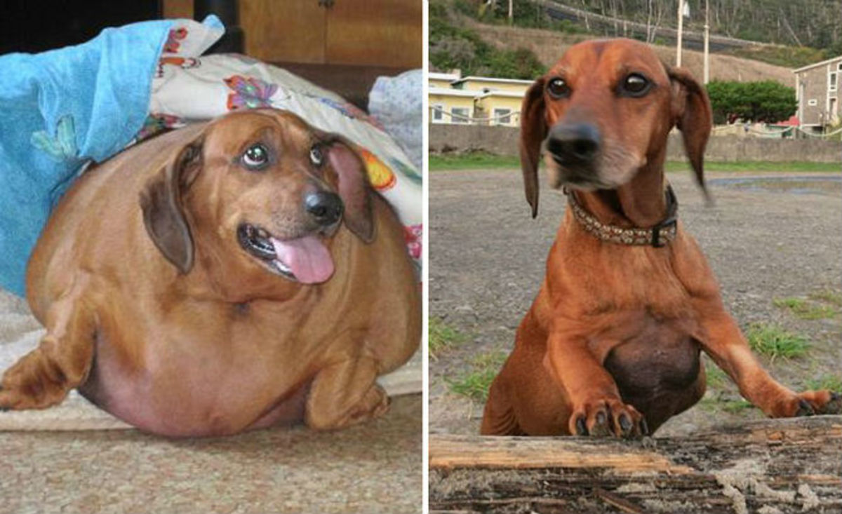 Fat Dachshund Loses 50 Pounds, Weighed 77 Pounds Before