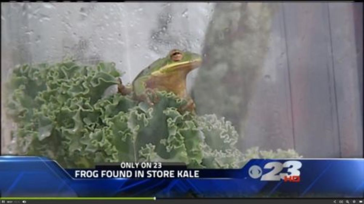 the frogs racially yours the frogs racially yours