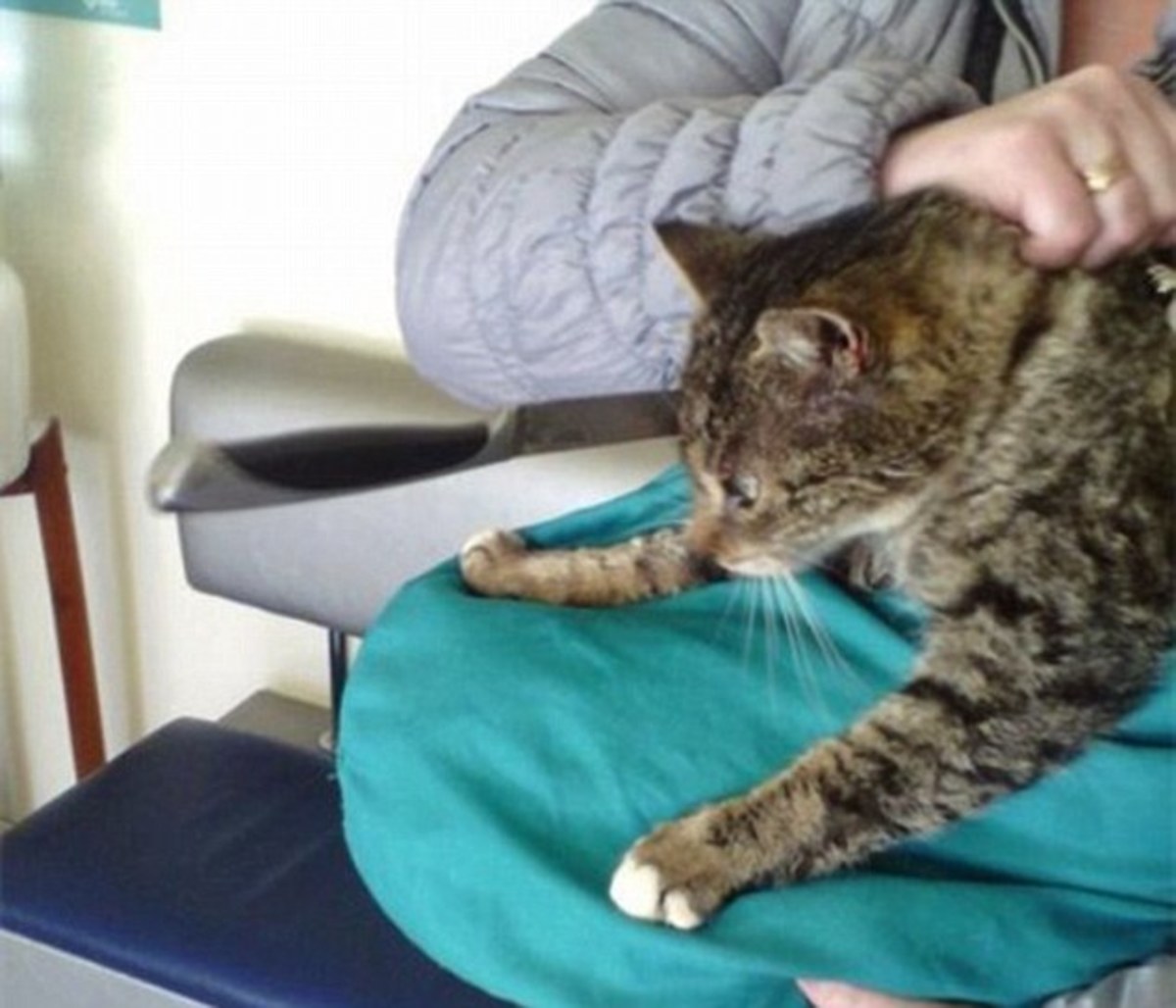 Woman Stumbles Upon Cat With Blade Sticking Out Of Its Head Opposing