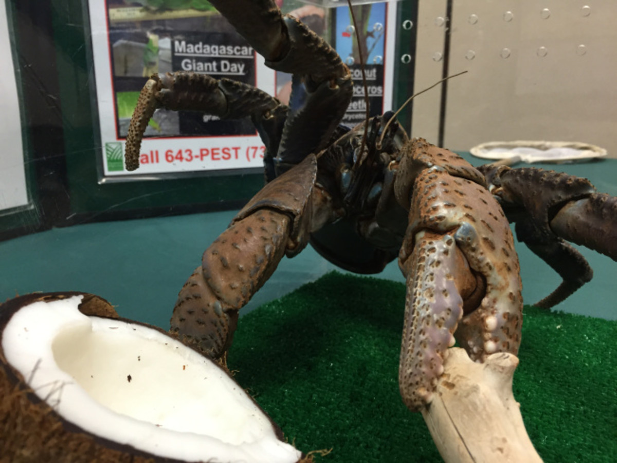 Giant Coconut Crab Captured In Hawaii For First Time Since 1989 (Photo