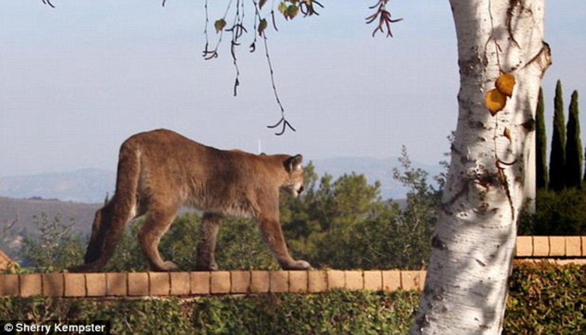 14-Month-Old Mountain Lion Discovered In California Mobile ...