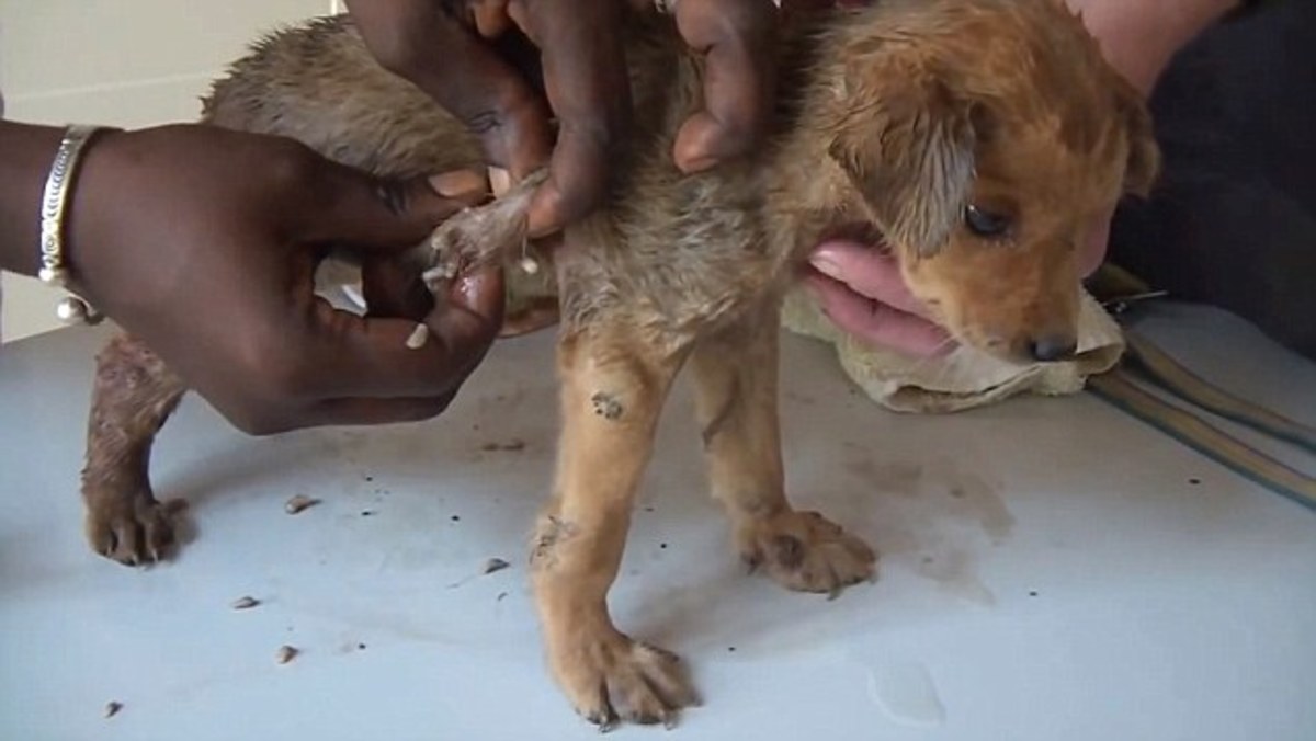 Mango Worms In Dogs 2021 In Gambia