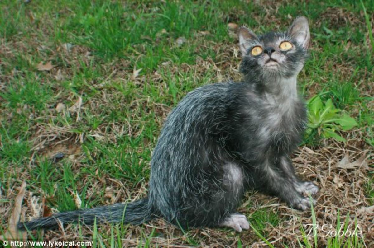 Werewolf Cat For Sale