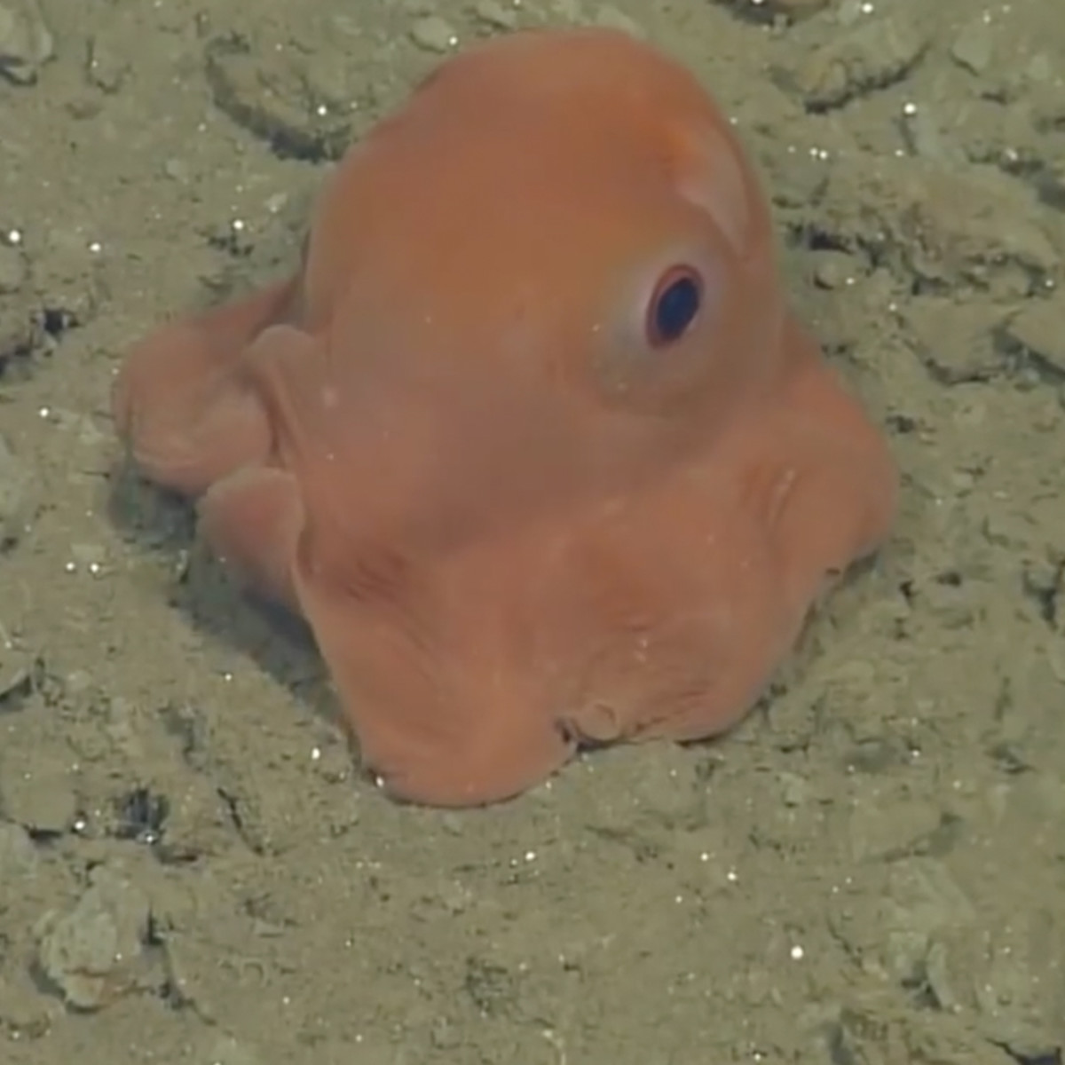 Newly Named Adorabilis Octopus Opposing Views