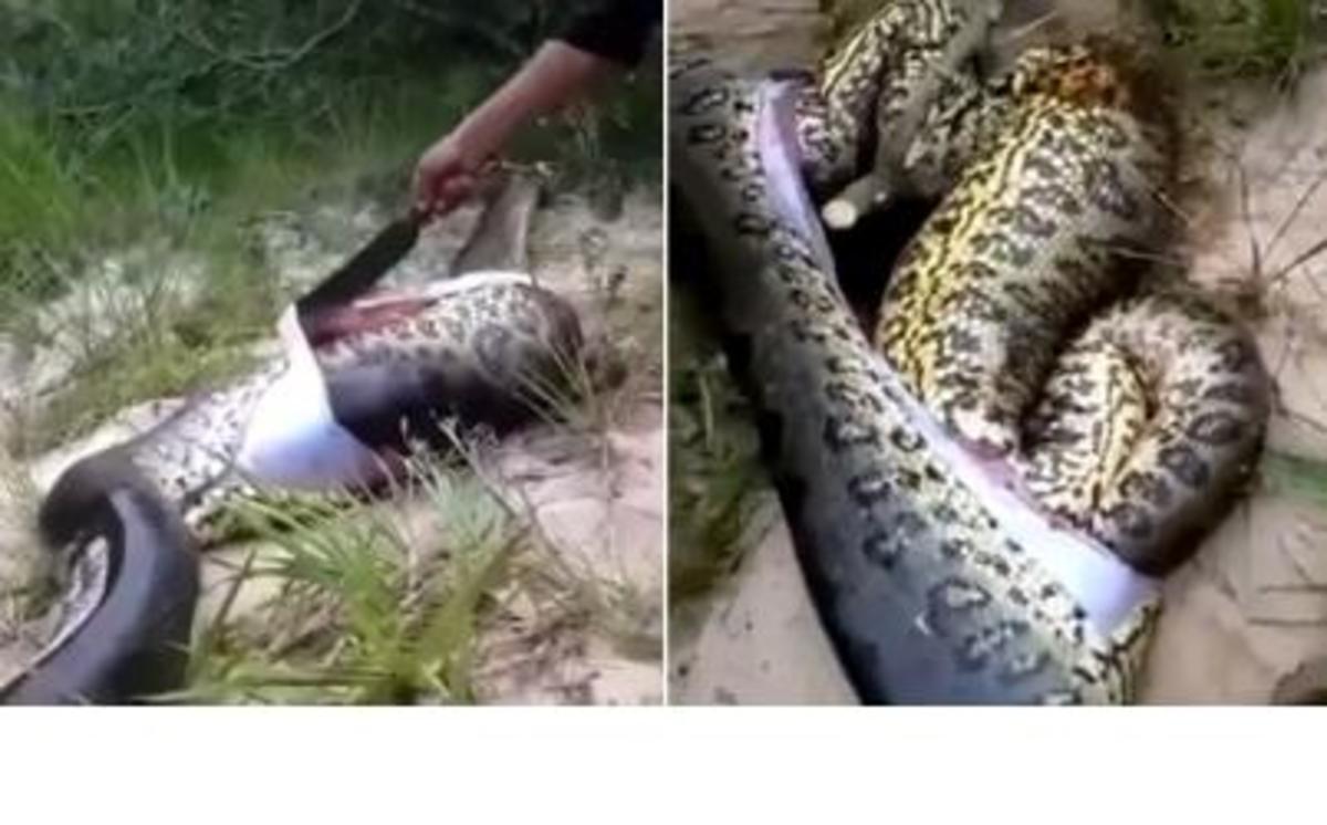 Locals Cut Open Anaconda, Make Surprising Discovery Inside (Video