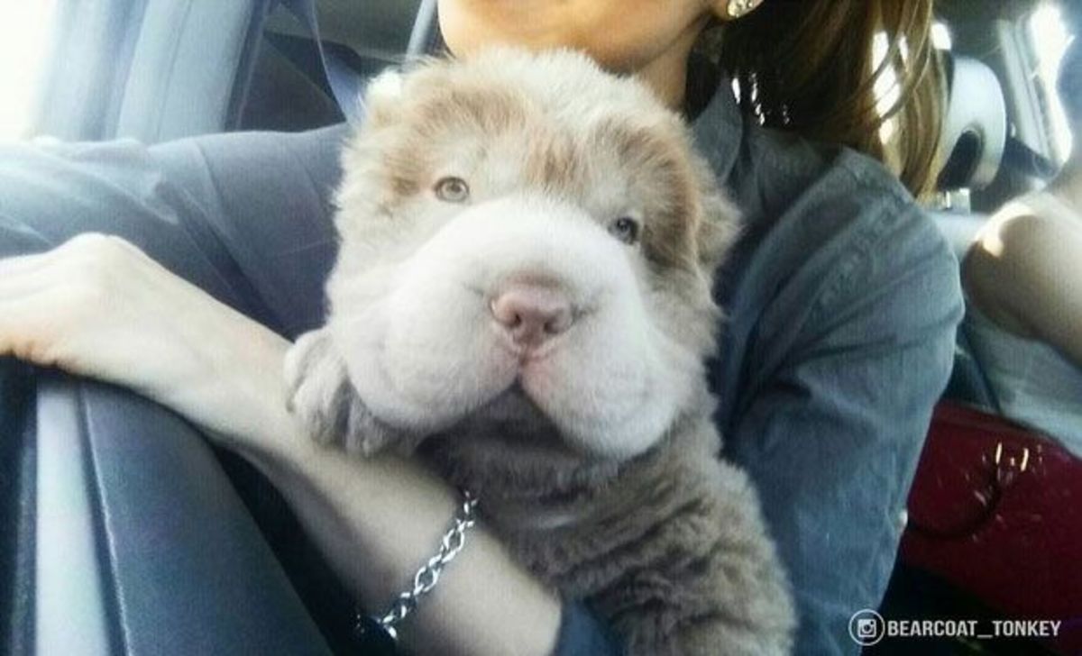 tonkey shar pei