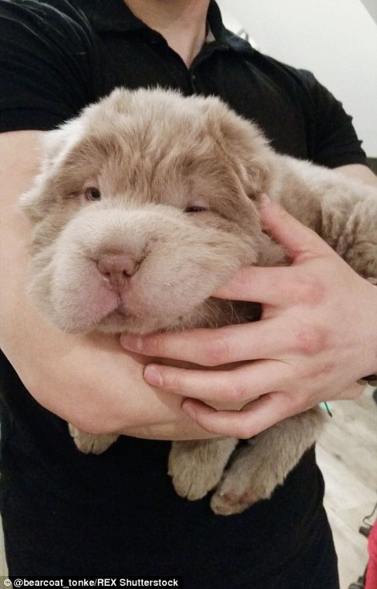 tonkey shar pei