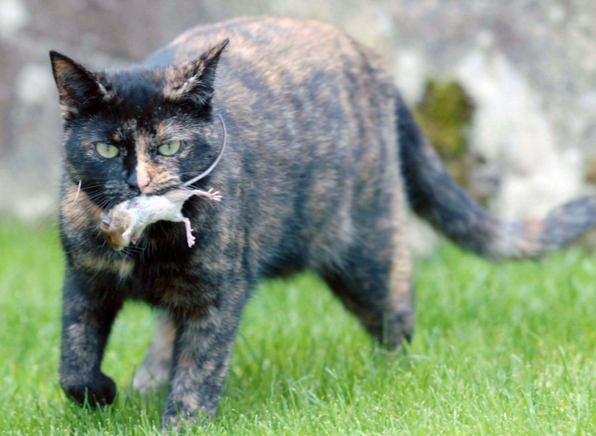 An Unusual Game Of Cat And Mouse Animals Become Unlikely Friends Photos Opposing Views An Unusual Game Of Cat And Mouse Animals Become Unlikely Friends Photos Opposing Views