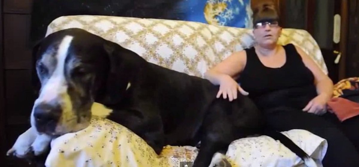 "Jack Russell" Puppy Turns Out To Be 210 Pound Great Dane - Opposing Views