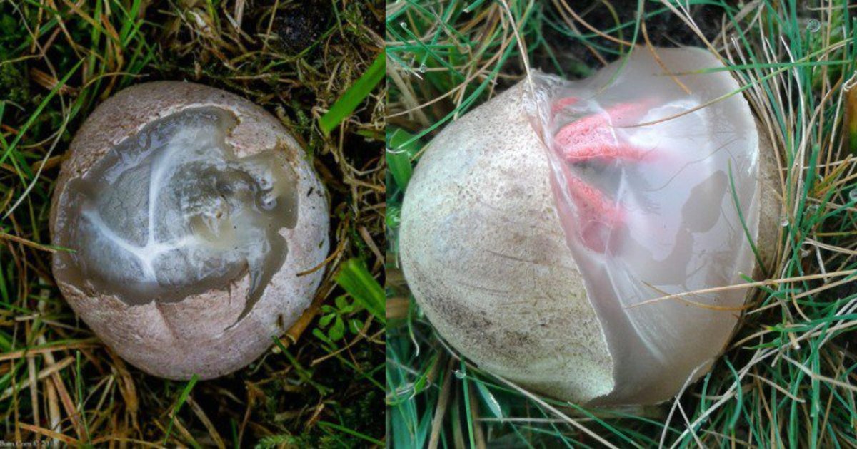 mushroom alien strange