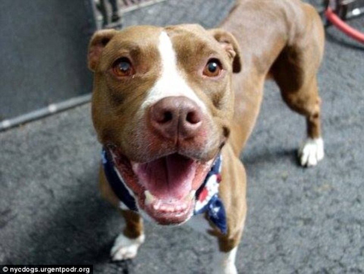 Rescued Pit Bull Attacks Teen Girl Within Minutes Of Entering New Home