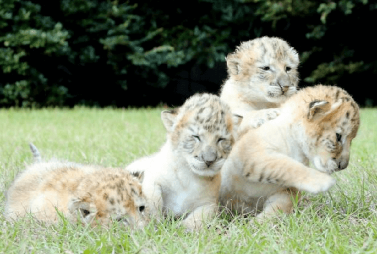 white lion and white tiger white lion and white tiger