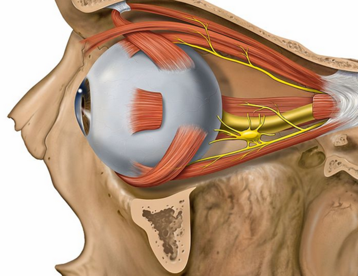 Структуры глаза зрительный нерв. Глазные нервы анатомия. Неврит зрительного нерва. Зрительный нерв глаза.