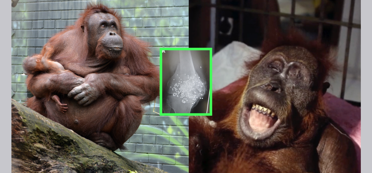 This Orangutan  Was Crippled By Malicious Hunters All While 