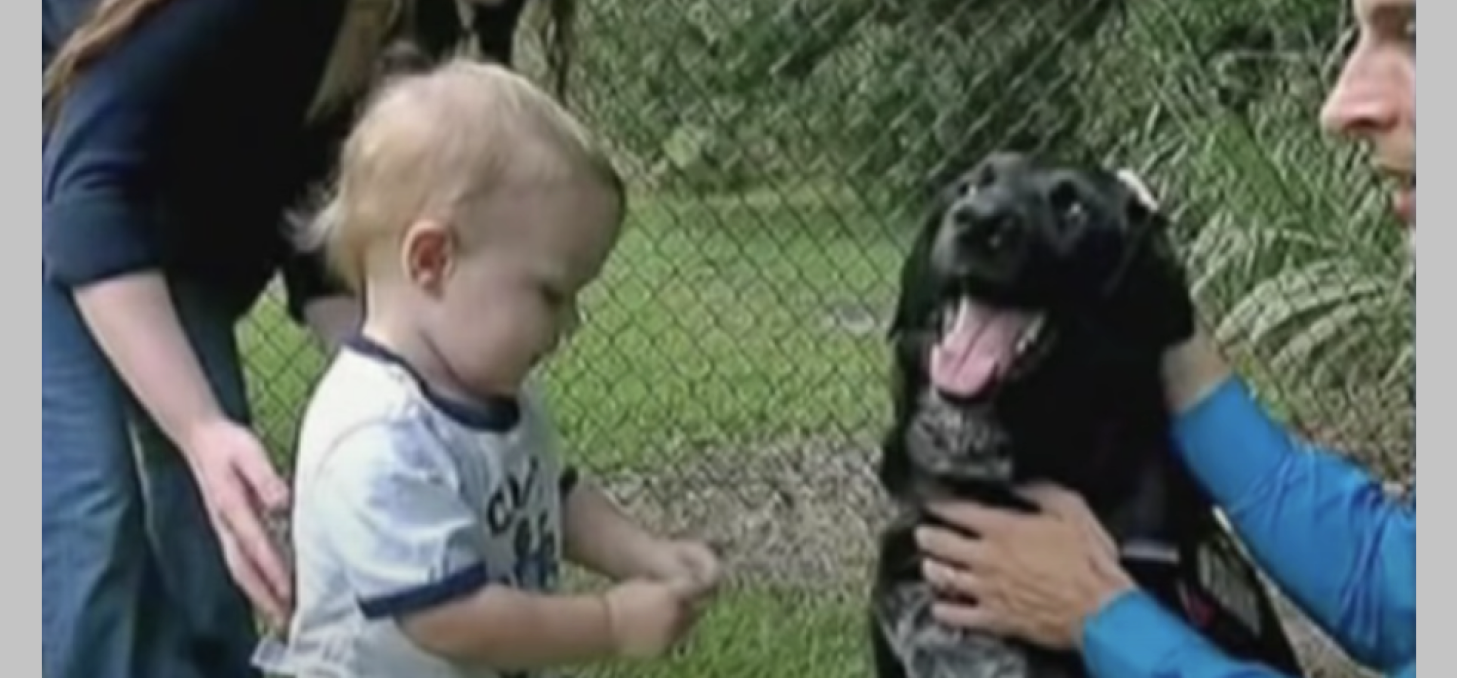 Parents Have No Idea Babysitter Is Abusing Their Toddler Until Family Dog Lets Them Know - Vimarsana News