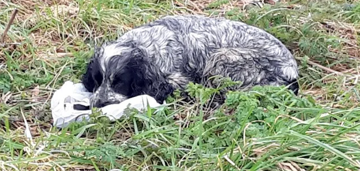 Photos Capture Dog's Emotional Moment On Side Of The Road, Go Viral Online - Vimarsana News