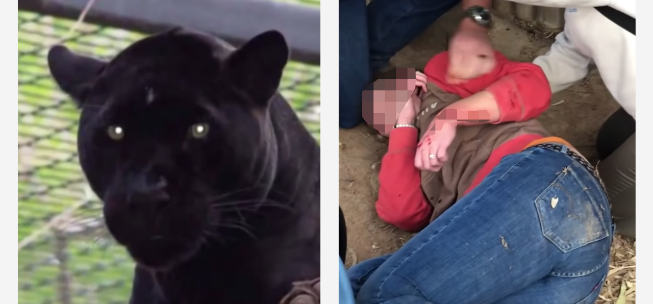 People Demand Jaguar Be Euthanized After It Attacked Girl Taking Selfie, Zoo Responds Accordingly - Vimarsana News