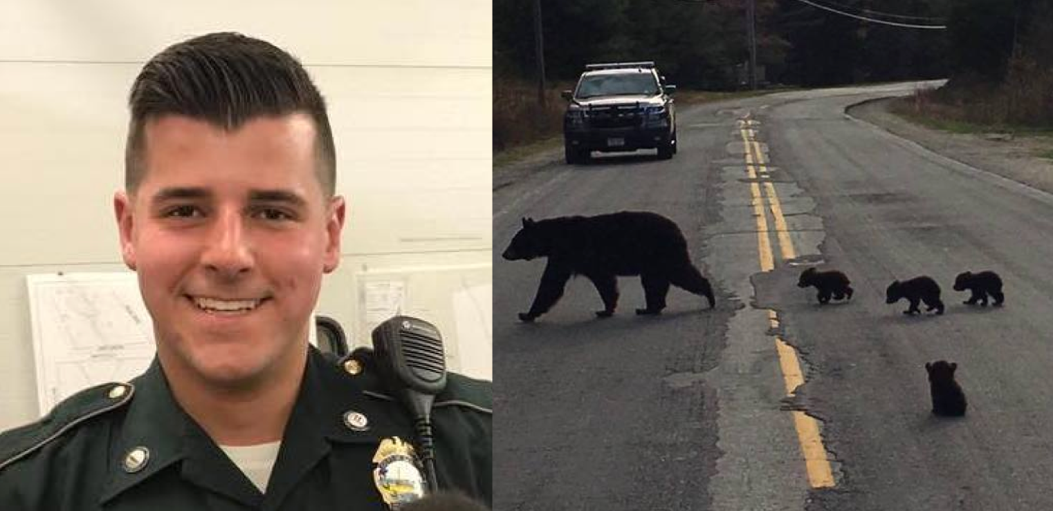 Officer Confused When He Sees Baby Bear Refusing To Move, Looks Closer And Jumps Into Action - Vimarsana News