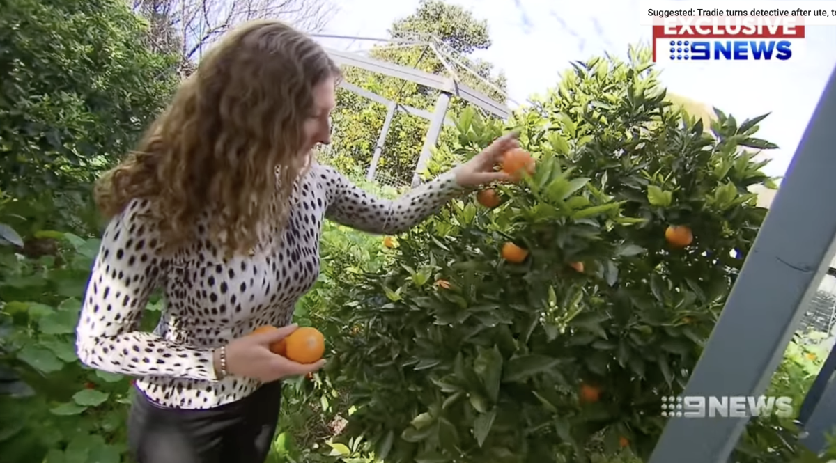 Cilla Carden picking oranges from a tree, Photo Credit: 9News Perth