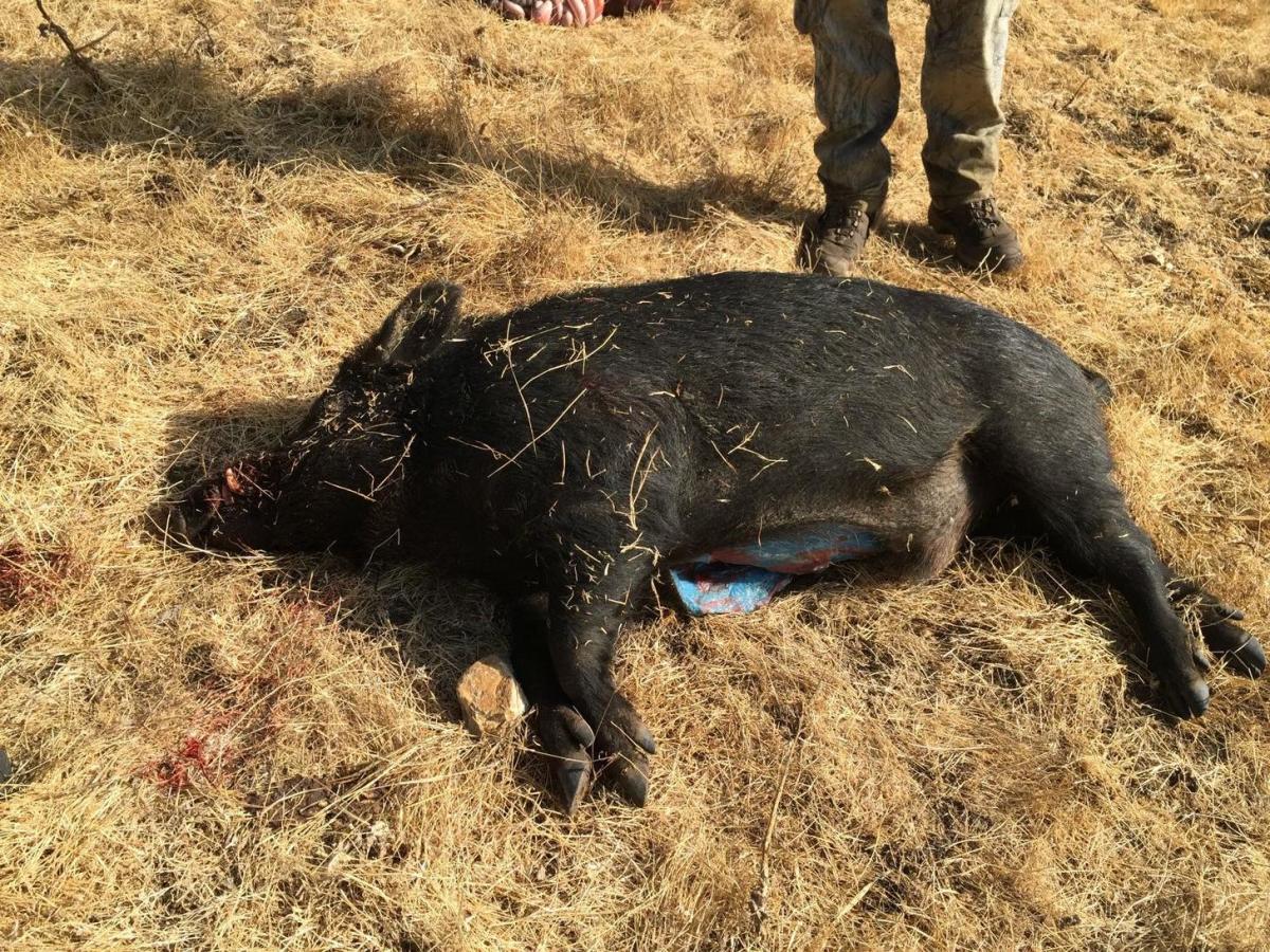 Deceased wild pig with cut in belly exposing blue fat, Photo Credit: Imgur