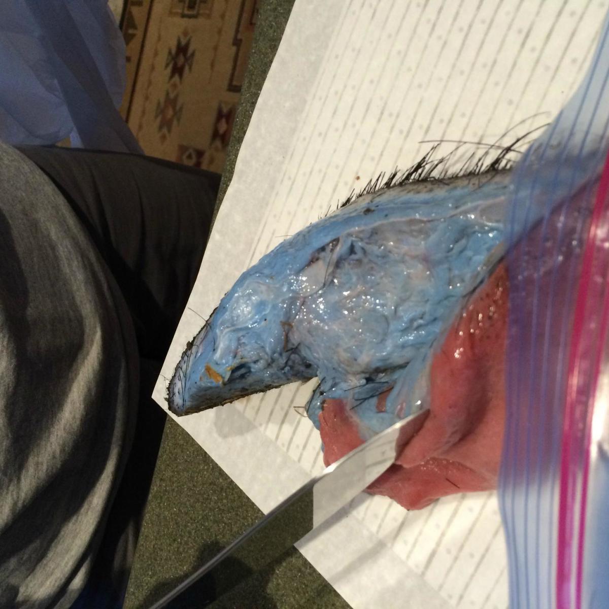 Deceased wild pig with cut in belly exposing blue fat, Photo Credit: Imgur