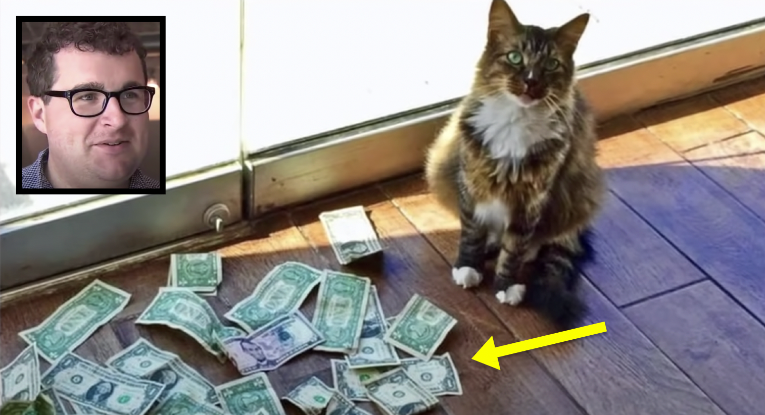 Cat Keeps Mysteriously Collecting Money, So Owner Sets Up Experiment To Find Out Why - Vimarsana News