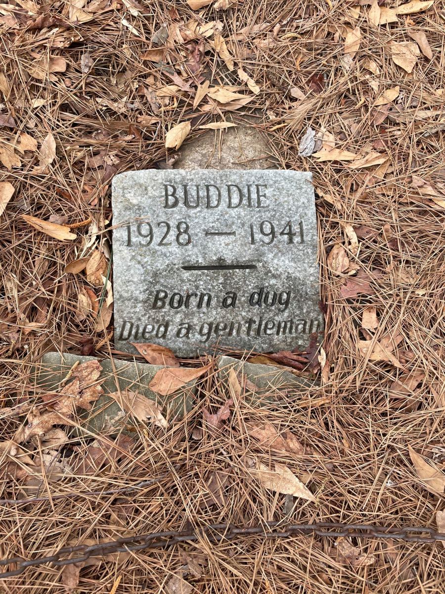 Closeup view of gravestone for a dog named "Buddie", Photo Credit: Zach Medlin/Facebook