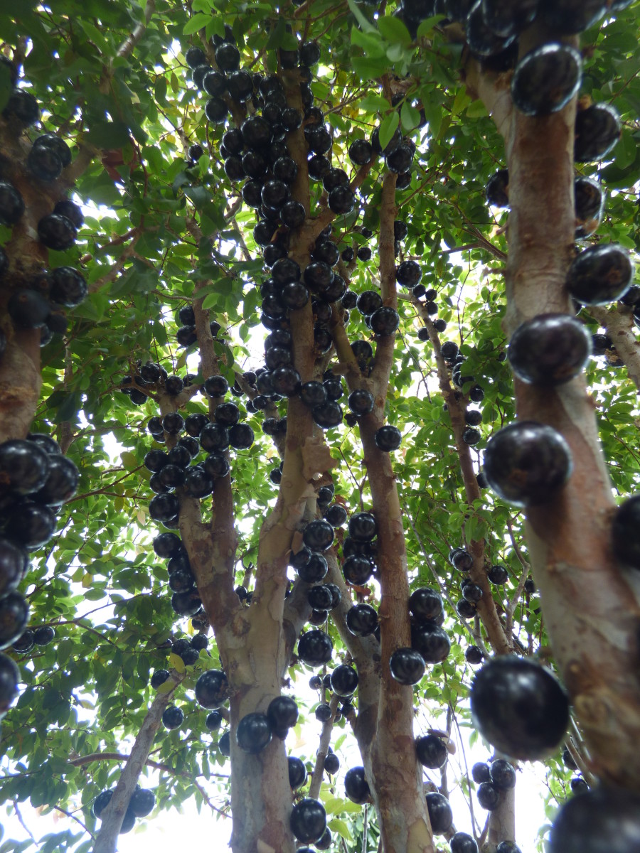 Closeup of the jabuticaba tree with visible grapes on its trunk, Photo Credit: Wikimedia