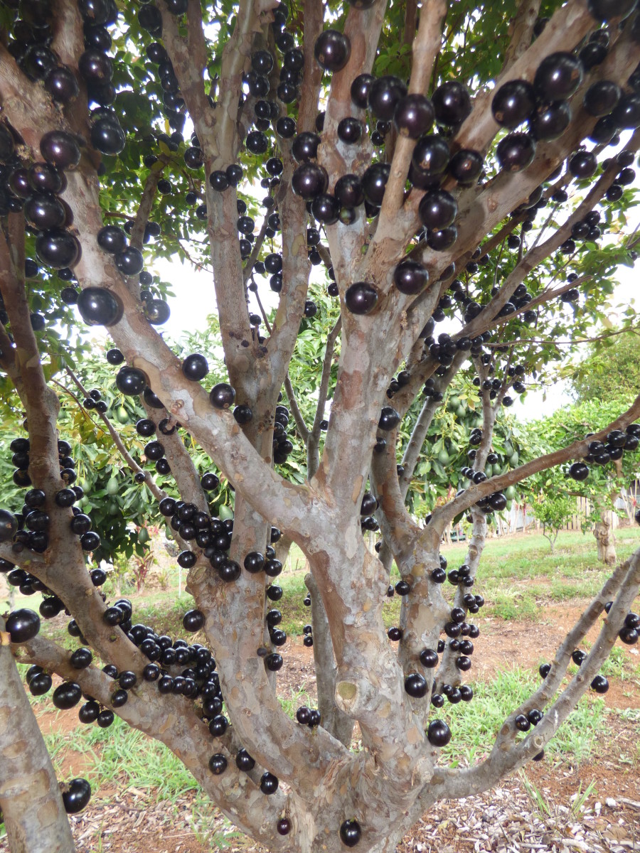 Closeup of the jabuticaba tree with visible grapes on its trunk, Photo Credit: Wikimedia