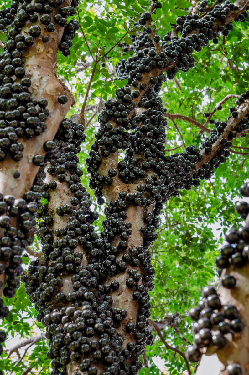 Closeup of the jabuticaba tree with visible grapes on its trunk, Photo Credit: Wikimedia