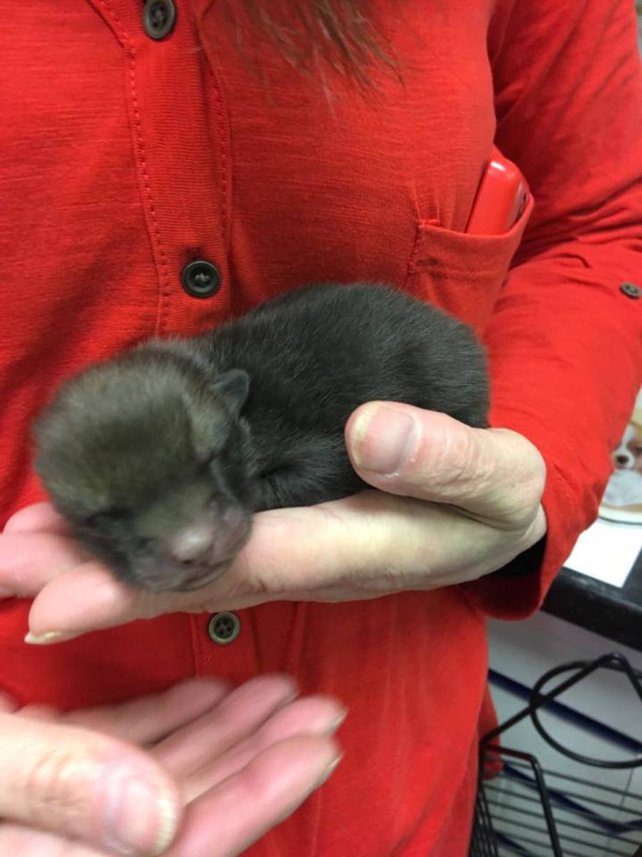 A single fox cub being held by a rescuer, Photo Credit: Craig Mcgettrick/Facebook