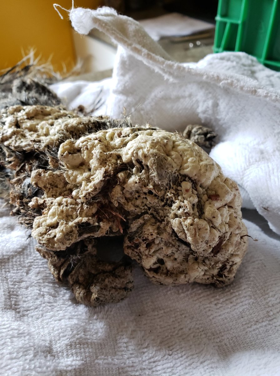 Closeup of the squirrel covered in hard foam insulation, Photo Credit: St. George Veterinary Clinic/Facebook