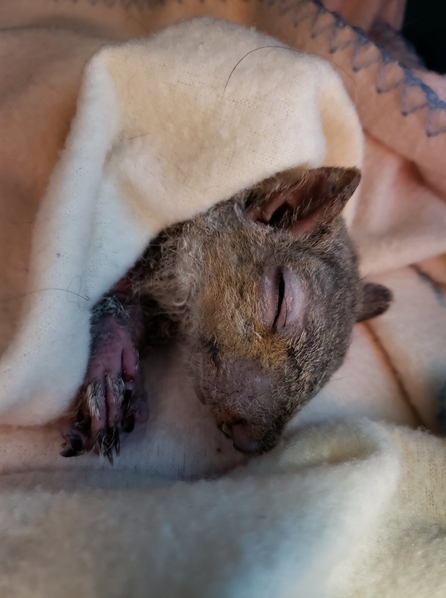 Closeup of the squirrel after removal of all the foam insulation from its body, Photo Credit: St. George Veterinary Clinic/Facebook