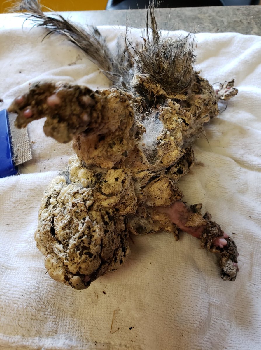 Closeup of the squirrel on its side covered in hard foam insulation, Photo Credit: St. George Veterinary Clinic/Facebook