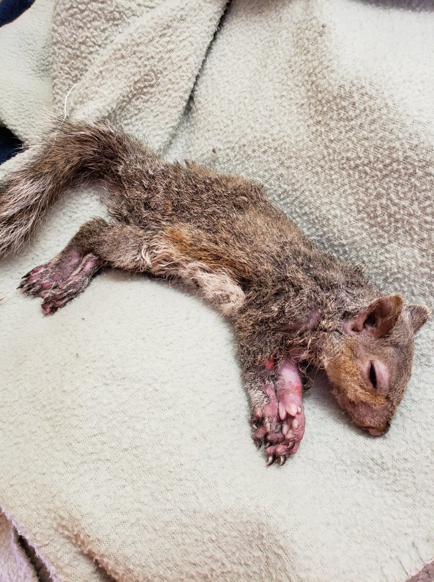 The squirrel's fur coat looking virtually back to normal after grooming, Photo Credit: St. George Veterinary Clinic/Facebook