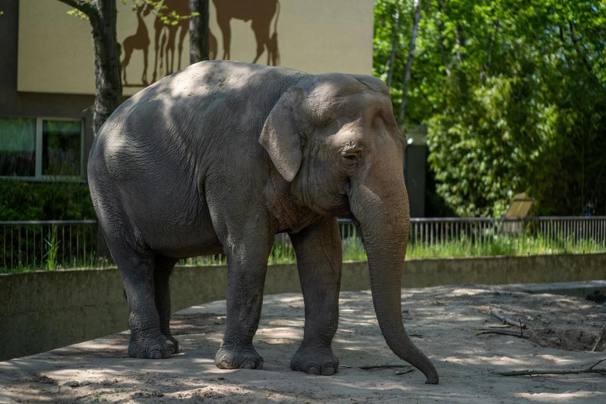An elephant in a Zoo, Photo Credit: Pexels