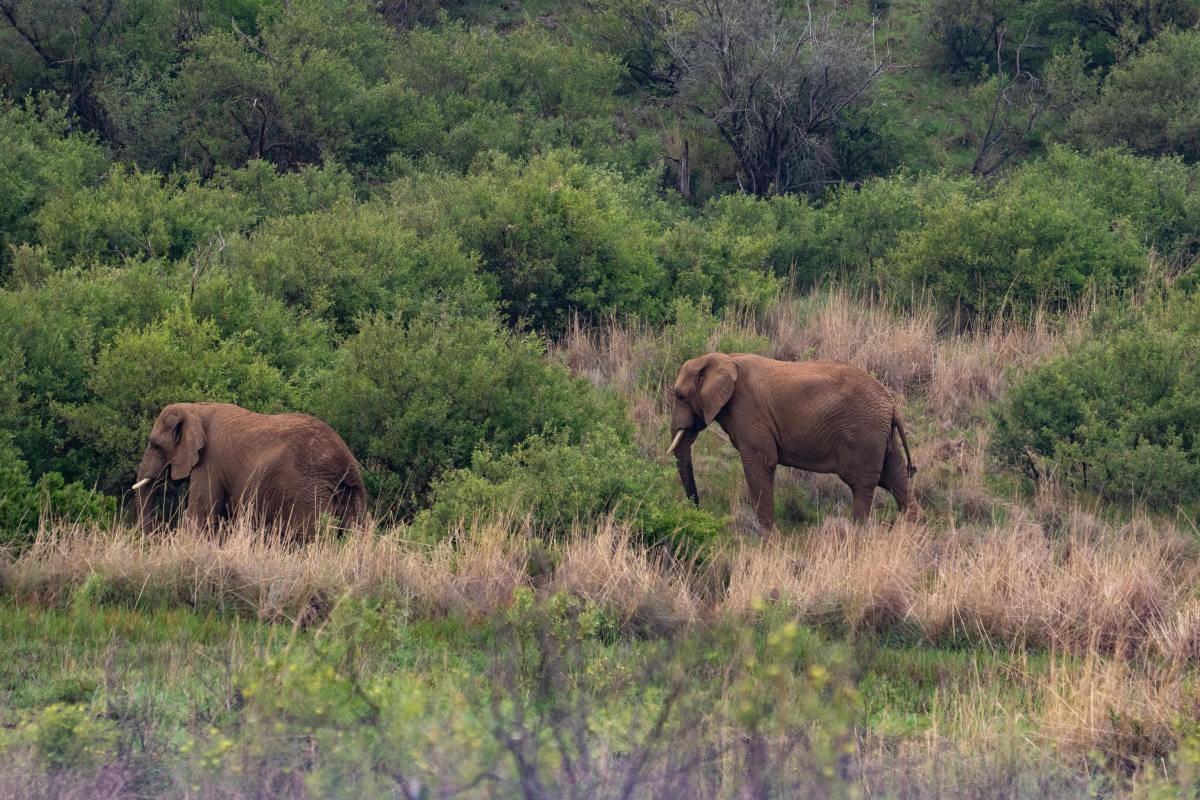 Brown Elephants in a field of Green Grass, Photo Credit: Pexels