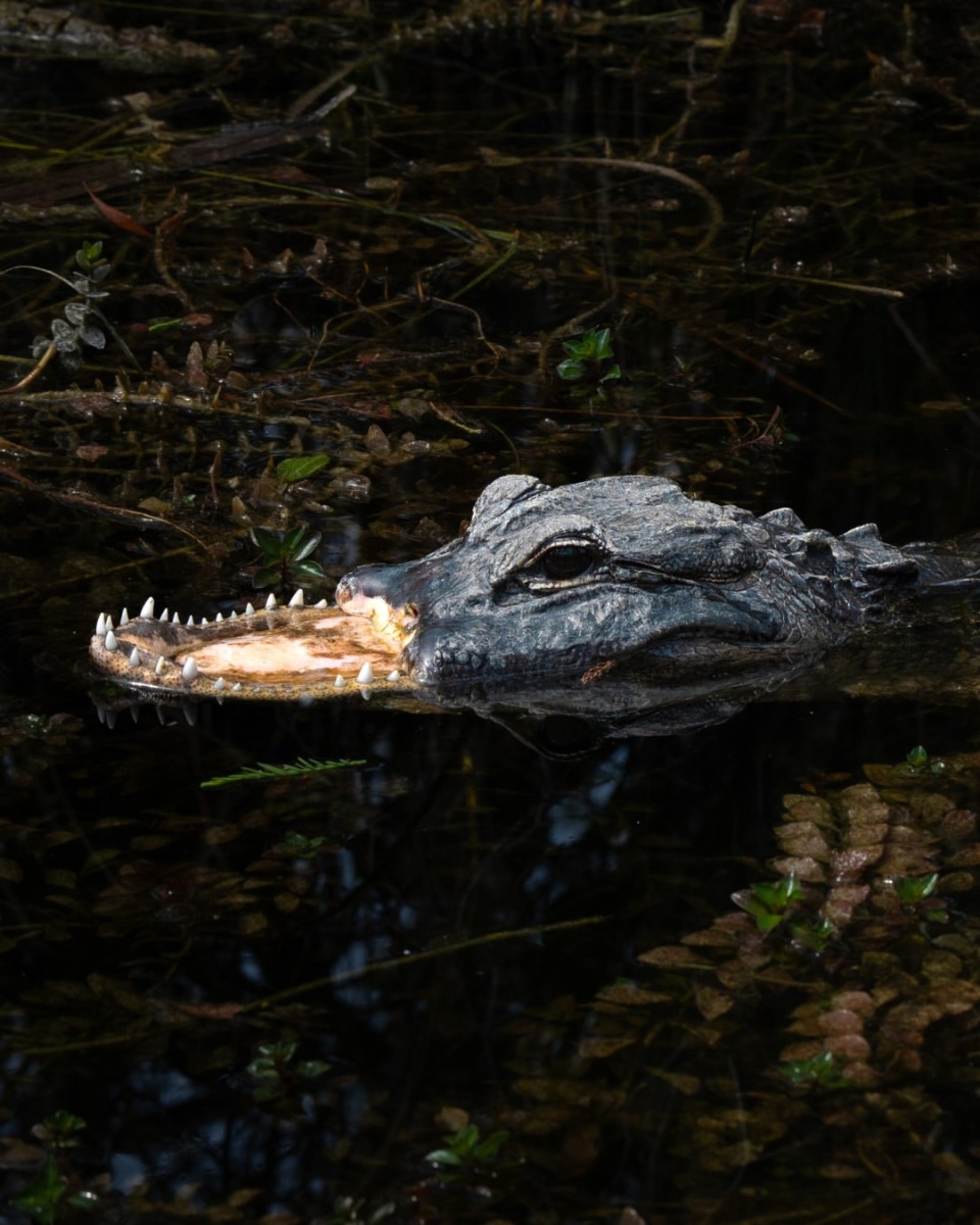 An alligator with a missing upper jaw, Photo Credit: herpingtime/Instagram