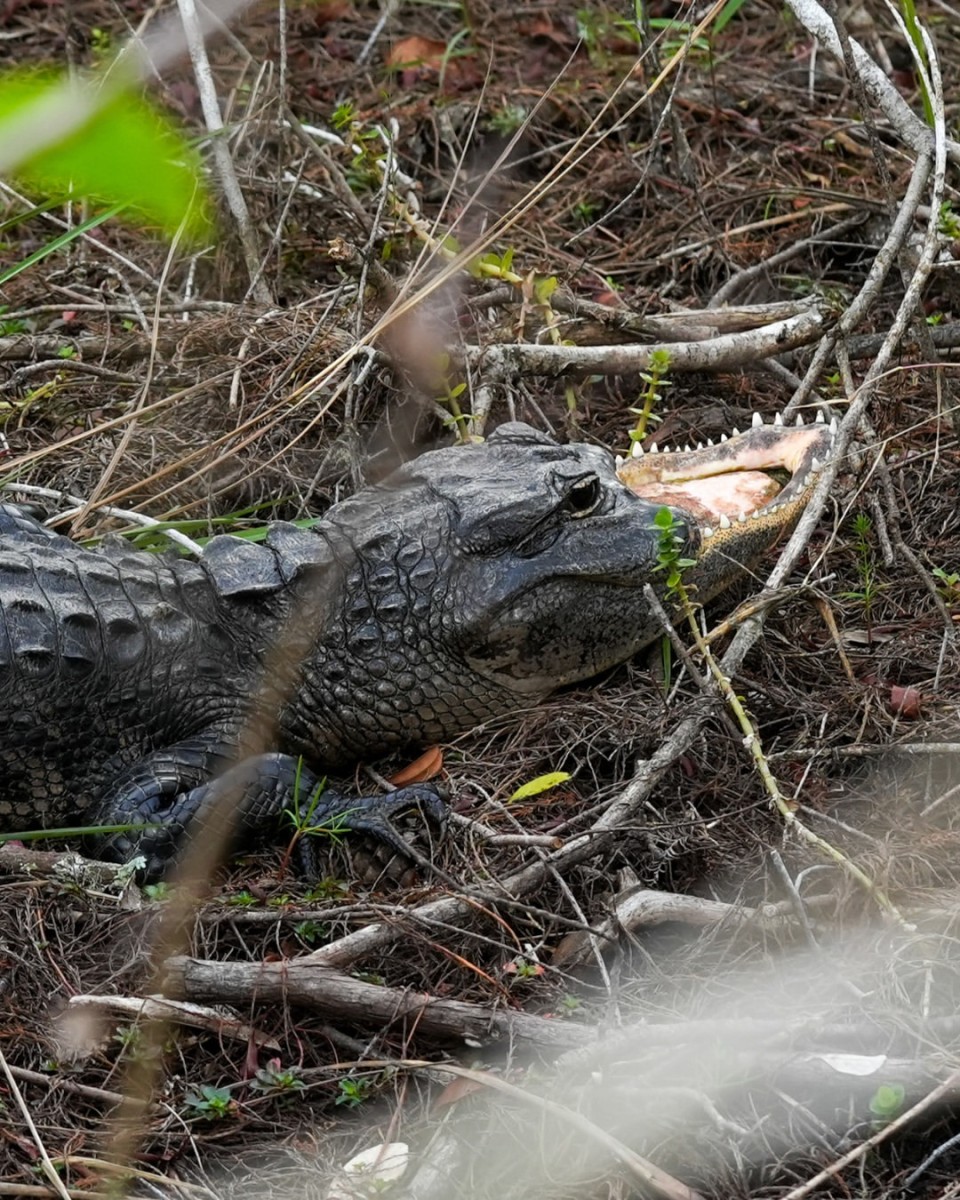 An alligator with a missing upper jaw, Photo Credit: herpingtime/Instagram