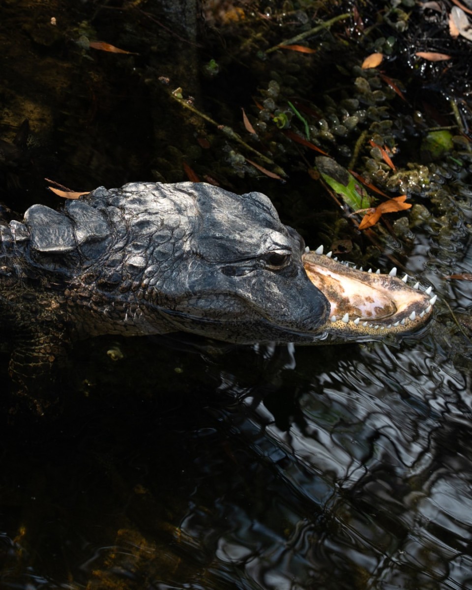 An alligator with a missing upper jaw, Photo Credit: herpingtime/Instagram