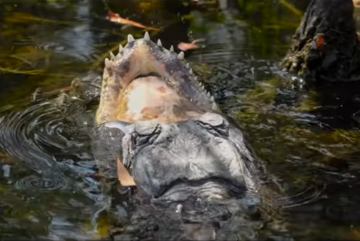 An alligator with a missing upper jaw, Photo Credit: herpingtime/Instagram