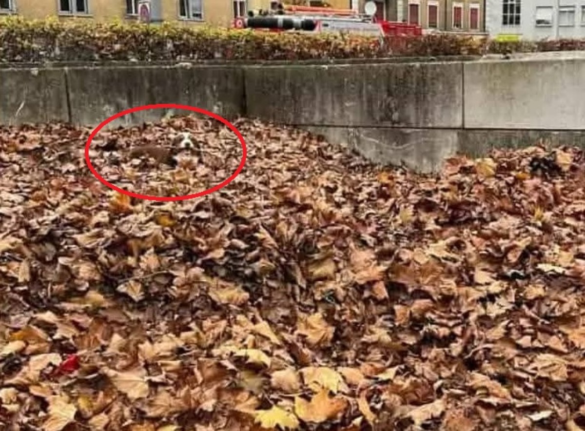 A dog hidden in autumn leaves, Photo Credit: Minion Quotes/Facebook